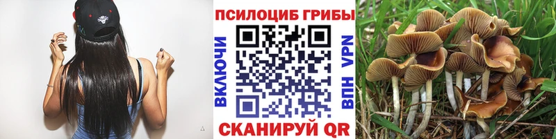 Псилоцибиновые грибы Cubensis Дубна